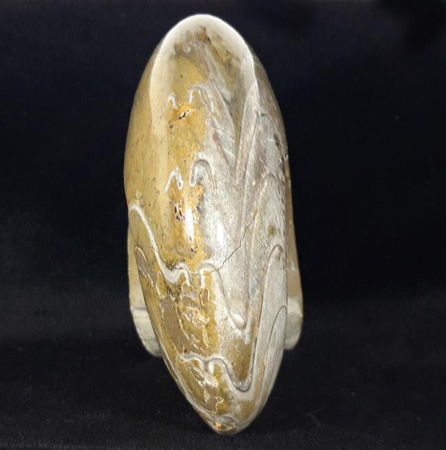 Manticoceras cf. intumescens (BEYRICH 1837) - Bild &copy; FossNet FossilienStore